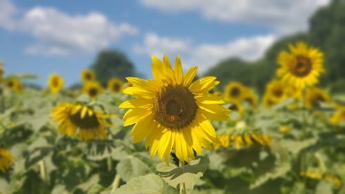 Gratis lagerfoto af bane, blå himmel, blomster