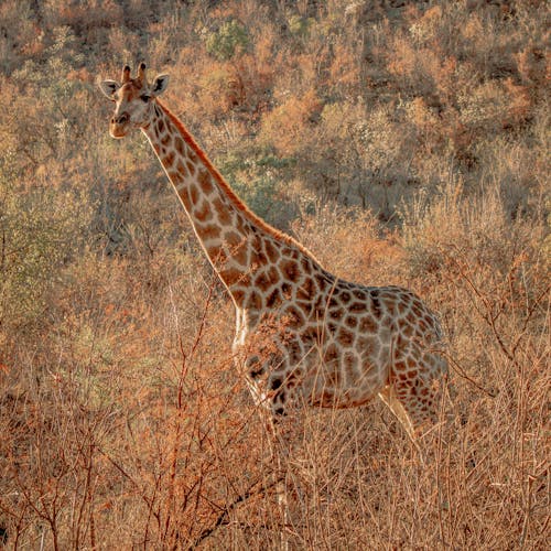 Foto d'estoc gratuïta de format quadrat, fotografia d'animals, girafa