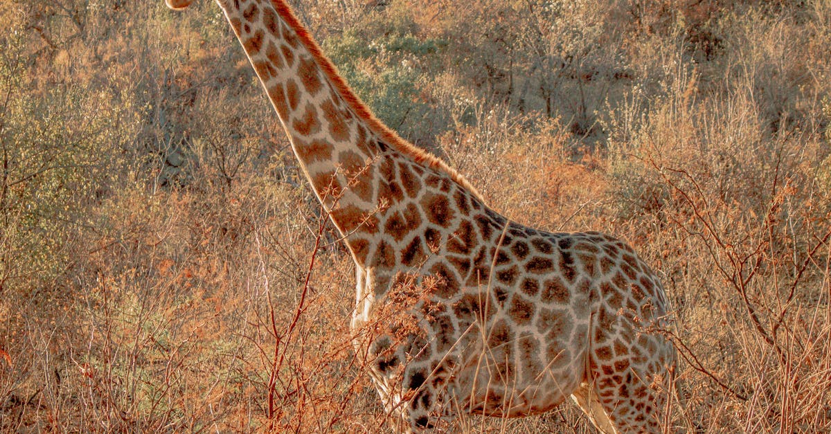 How to say giraffe in Spanish