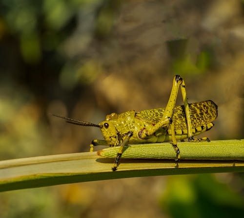 A Close-up Photography of a Green Grasshopper on a Green Leaf