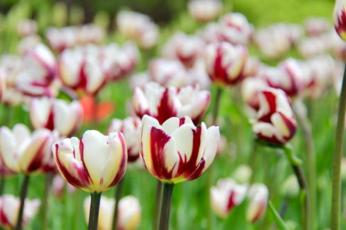 Foto profissional grátis de fechar-se, flora, floração