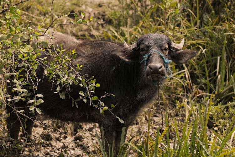 Black Buffalo Standing In Nature