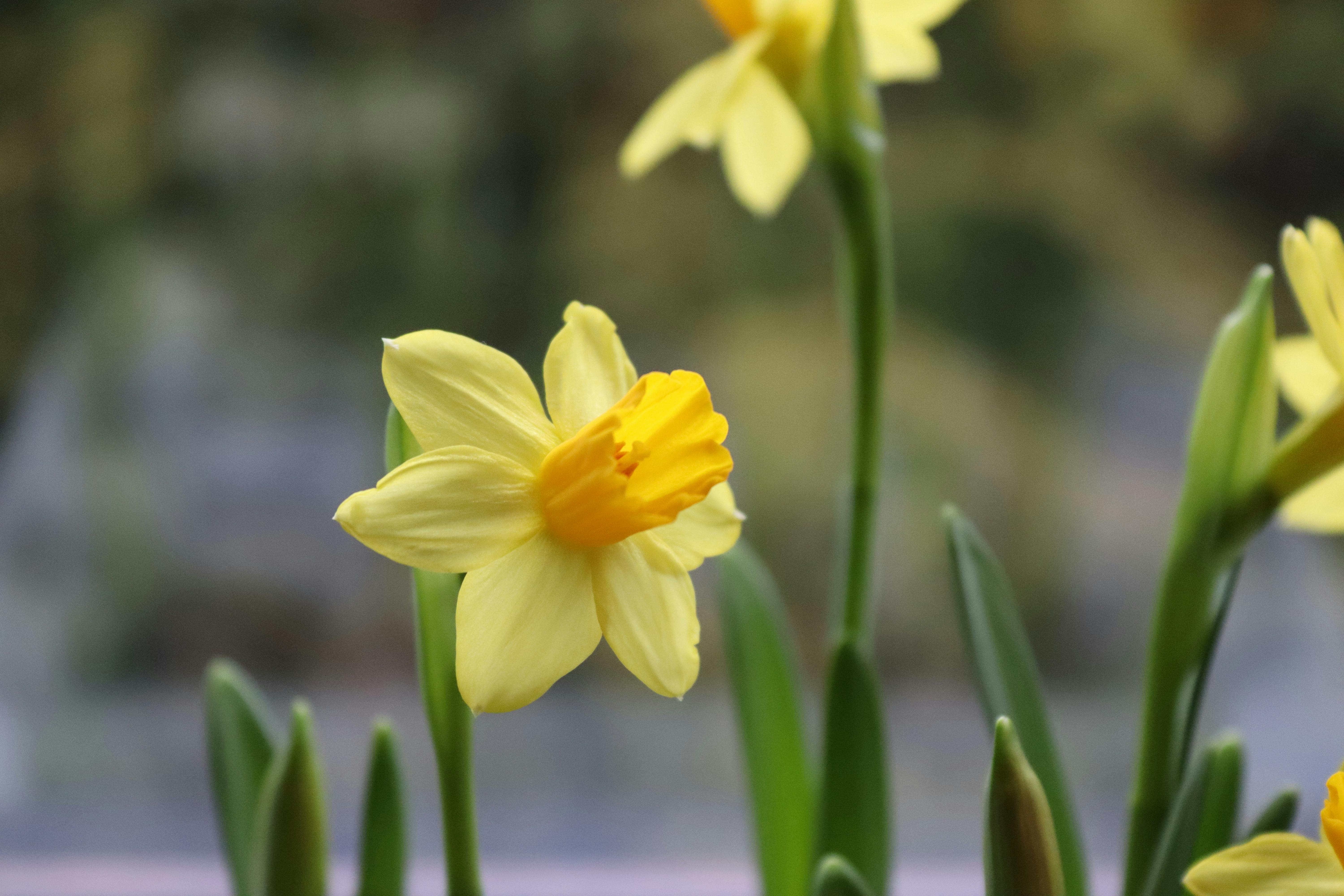 Yellow Petaled Flowers · Free Stock Photo