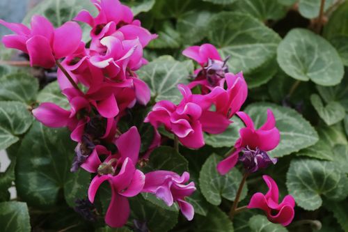 Free Close-up of vibrant pink cyclamen persicum flowers surrounded by lush green foliage. Stock Photo