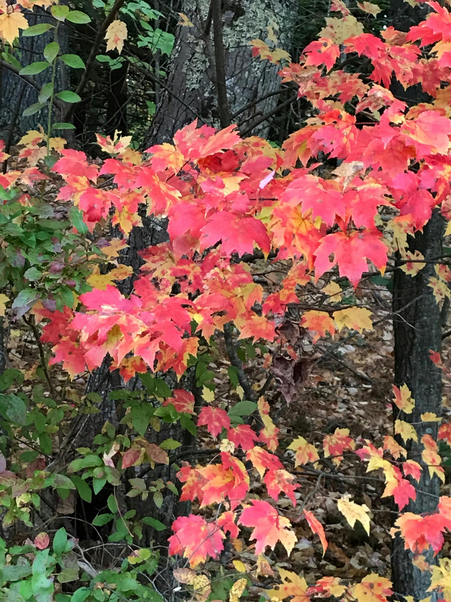Free stock photo of fall, fall colors, fall foliage