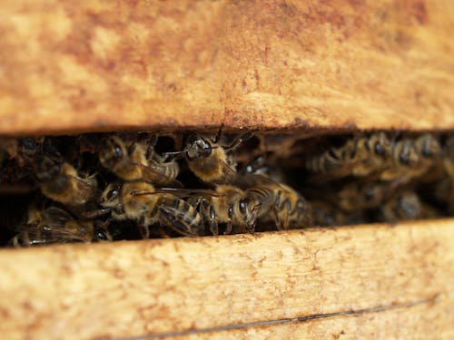 Ilmainen kuvapankkikuva tunnisteilla hyönteinen, kuvan syvyys, mehiläinen Kuvapankkikuva