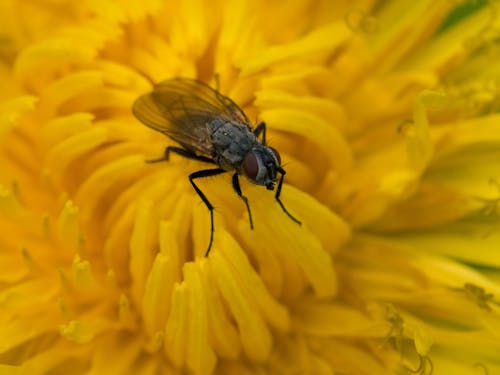 Free Fly On Yellow Flower Stock Photo