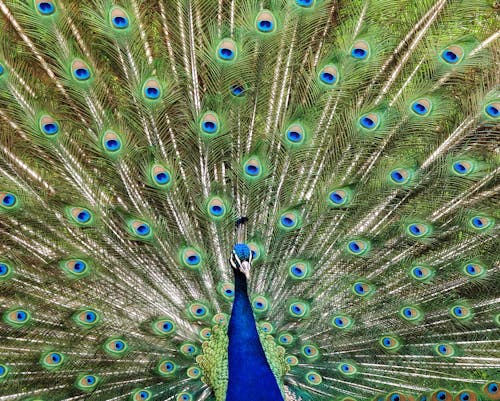 Free Blue and Green Peacock Stock Photo