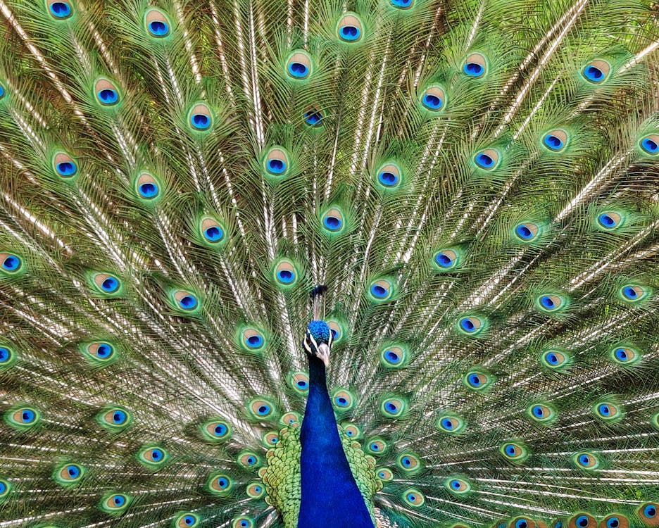 Blue Peacock · Free Stock Photo