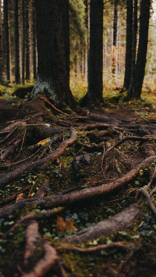 Photos gratuites de croissance, forêt, nature