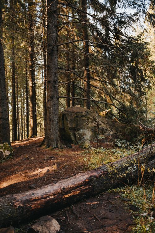 Free Tranquil view of a pine forest in Karelia, Russia, featuring a fallen tree and earthy tones. Stock Photo