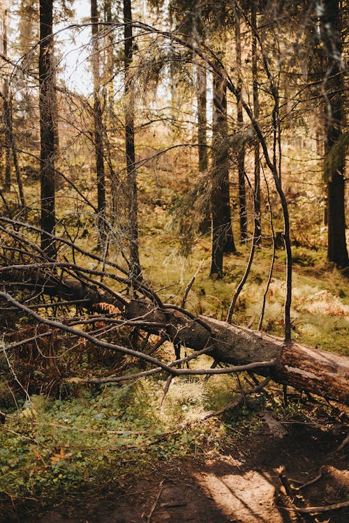 A Withered Tree Fallen on a Ground