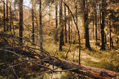 A Fallen Tree Trunk on Green Grass at the Forest