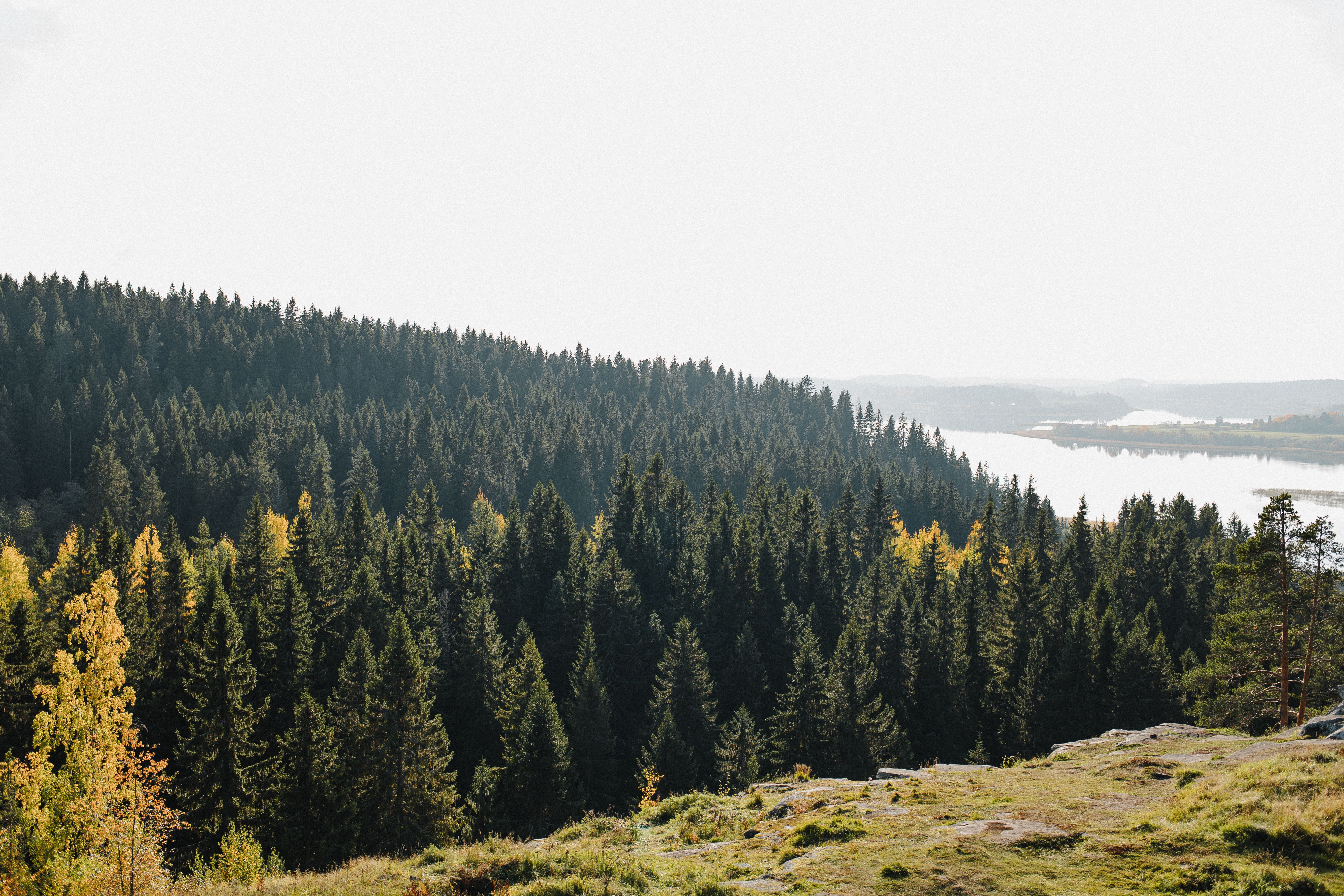 Luumäki