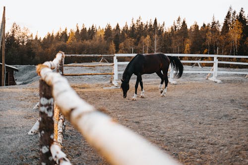 Foto stok gratis binatang, di luar rumah, kuda betina