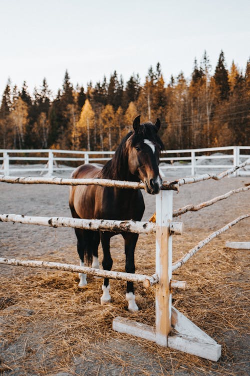 Gratis arkivbilde med dyr av hestefamilien, dyrefotografering, hest