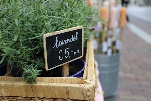 Foto stok gratis aromatik, bunga lavender, Daun-daun