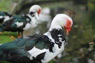 Close Up Photo of a Waterfowl