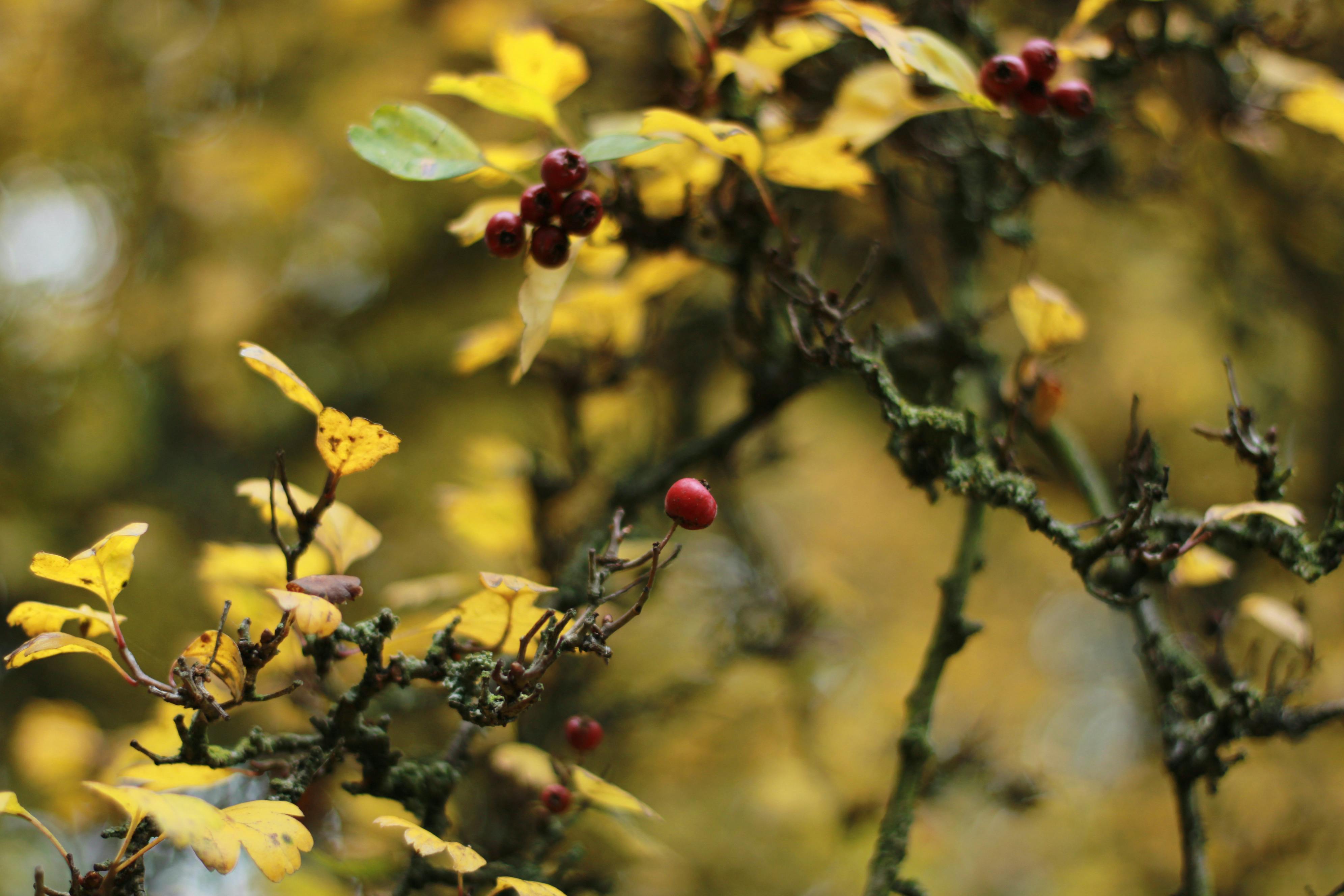 Bearing Fruits Photos, Download The BEST Free Bearing Fruits Stock