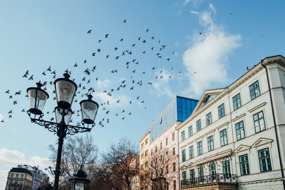 A beautiful building facade with a flock of birds flying in a clear blue sky above a vintage lamp post.