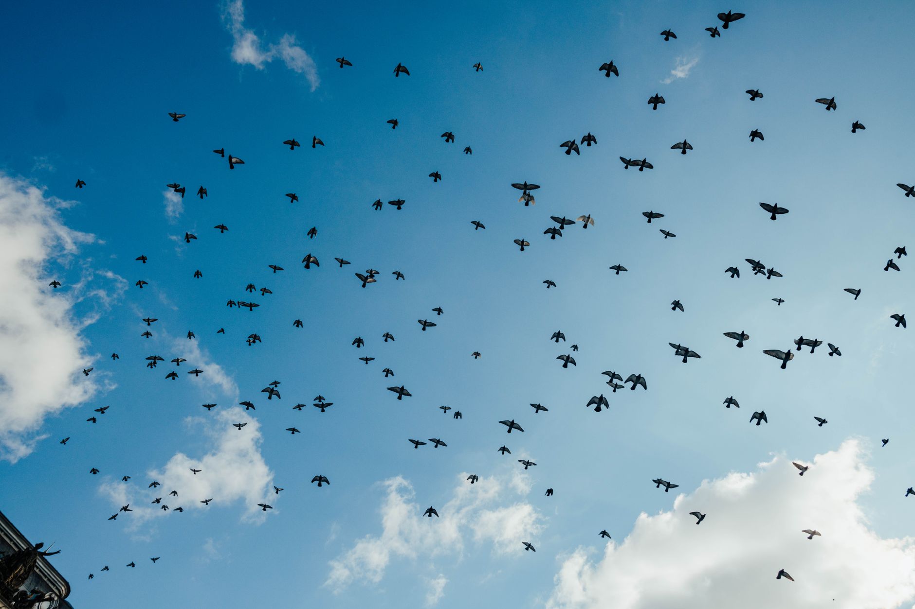 A stunning view of a flock of birds flying against a clear blue sky.