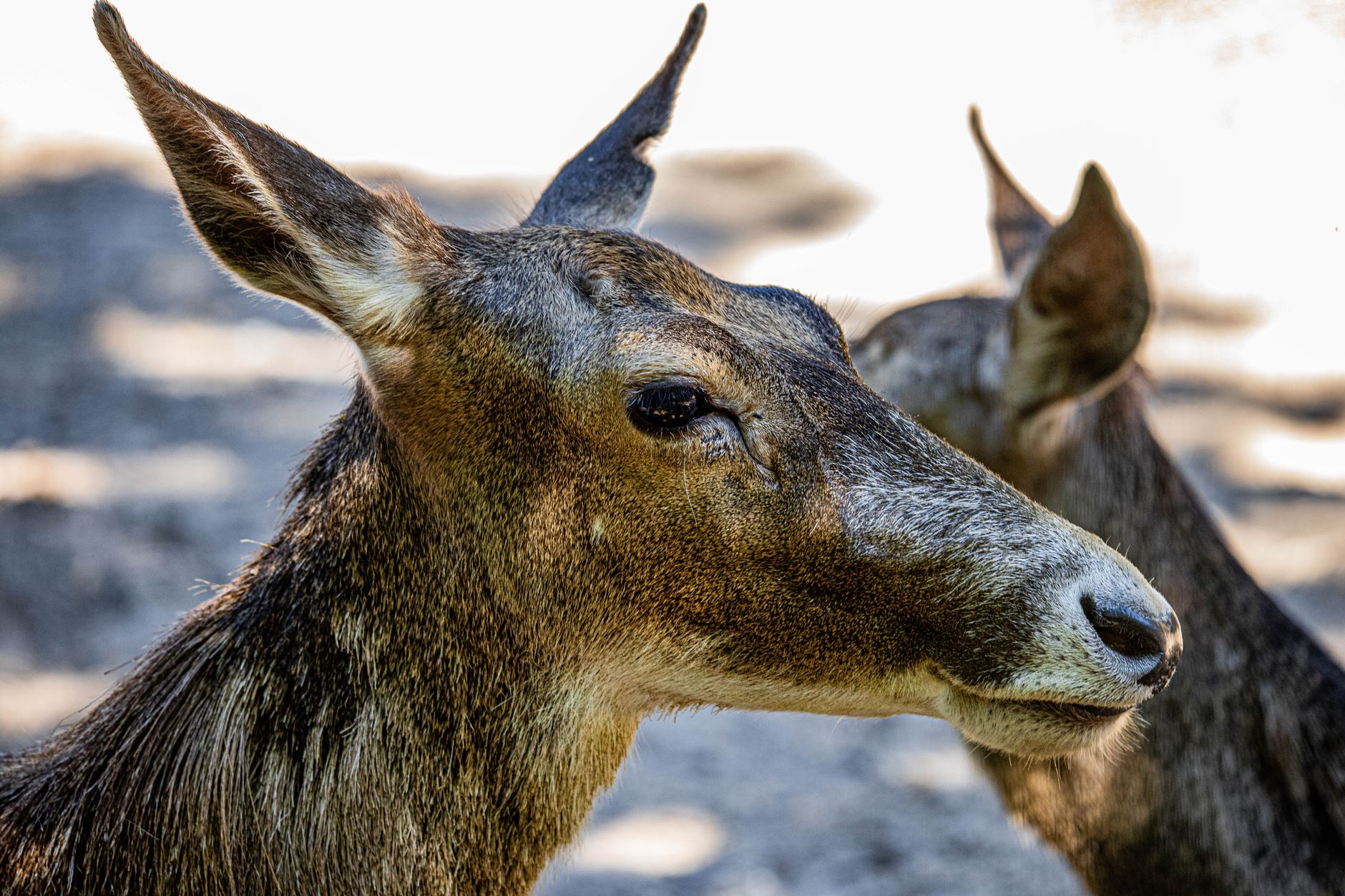 Detailed close-up of two deer showcasing natural beauty and wildlife essence.