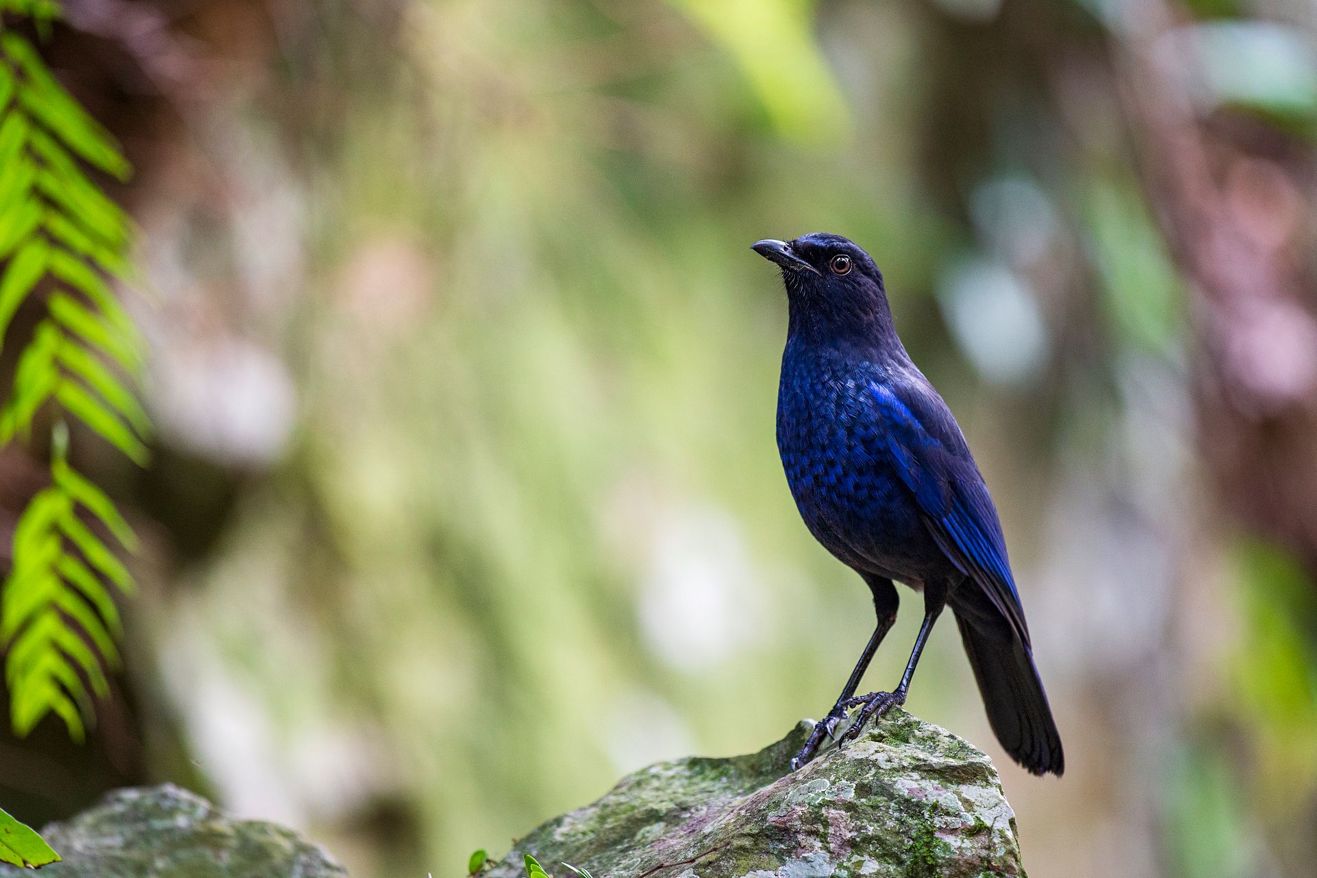 A stunning blue whistling thrush perched on a rock with a blurred natural background.