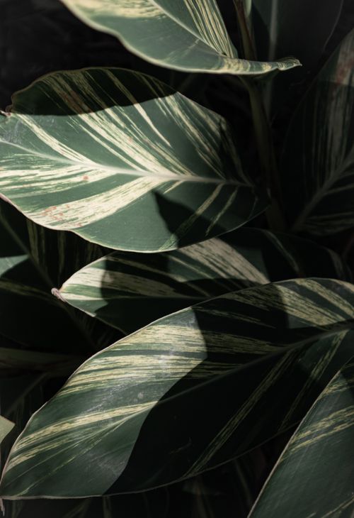 Free Close-up of lush green indoor plant leaves with striking variegation. Stock Photo