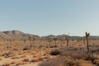 Brown Grass on the Desert