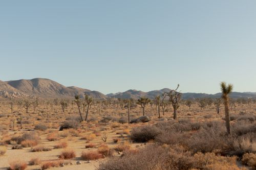 Free Vast desert scene with Joshua trees and mountains under a clear blue sky. Stock Photo