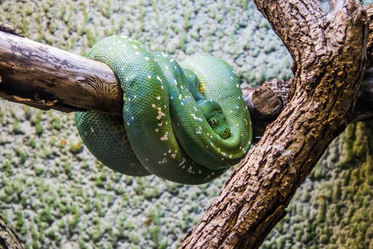 Green Snake On The Tree Branch