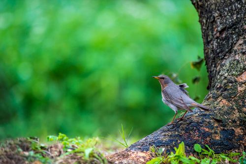 Free Stunning image of a gray bird perched beside a tree with a vibrant green blurred background. Stock Photo