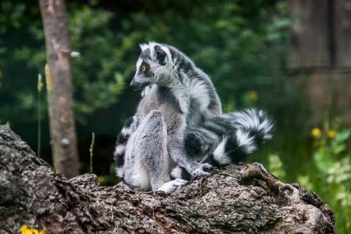 Free A ring-tailed lemur sits perched on a tree stump, showcasing its distinctive fur pattern. Stock Photo