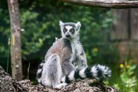 White and Black Animal on Brown Tree Branch