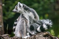 A Close-up Shot of a Ring-Tailed Lemur
