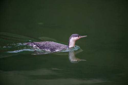 Free A Purple and White Speckled Bird Swimming in a Body of Water Stock Photo