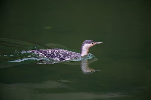 Fotos de stock gratuitas de agua, animal, aves acuáticas