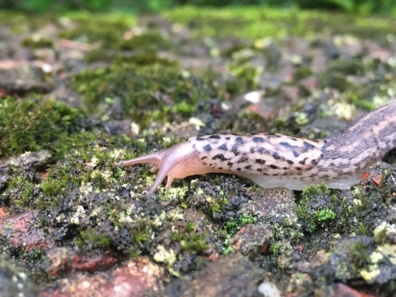 Work-from-home setup in luxury rental Executive home rental with dedicated workspace and modern kitchen