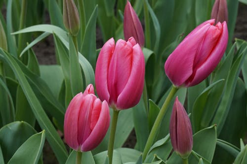 A Pink Tulips in Full Bloom