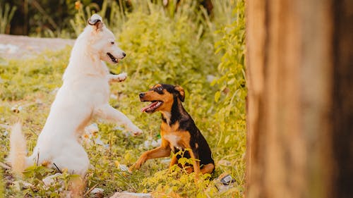 Photo of Puppies Playing on the Grass