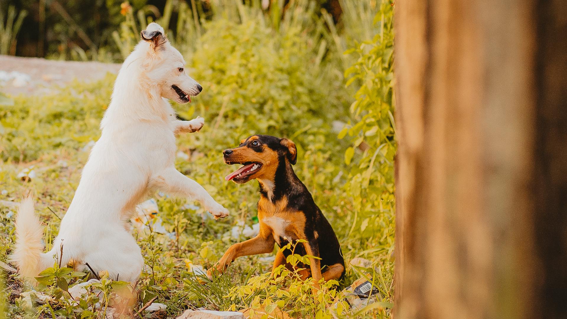 Photo de chiots jouant dans l'herbe