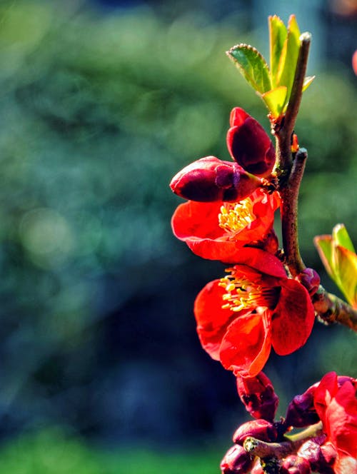 Free stock photo of cherry, cherry blossom, flower