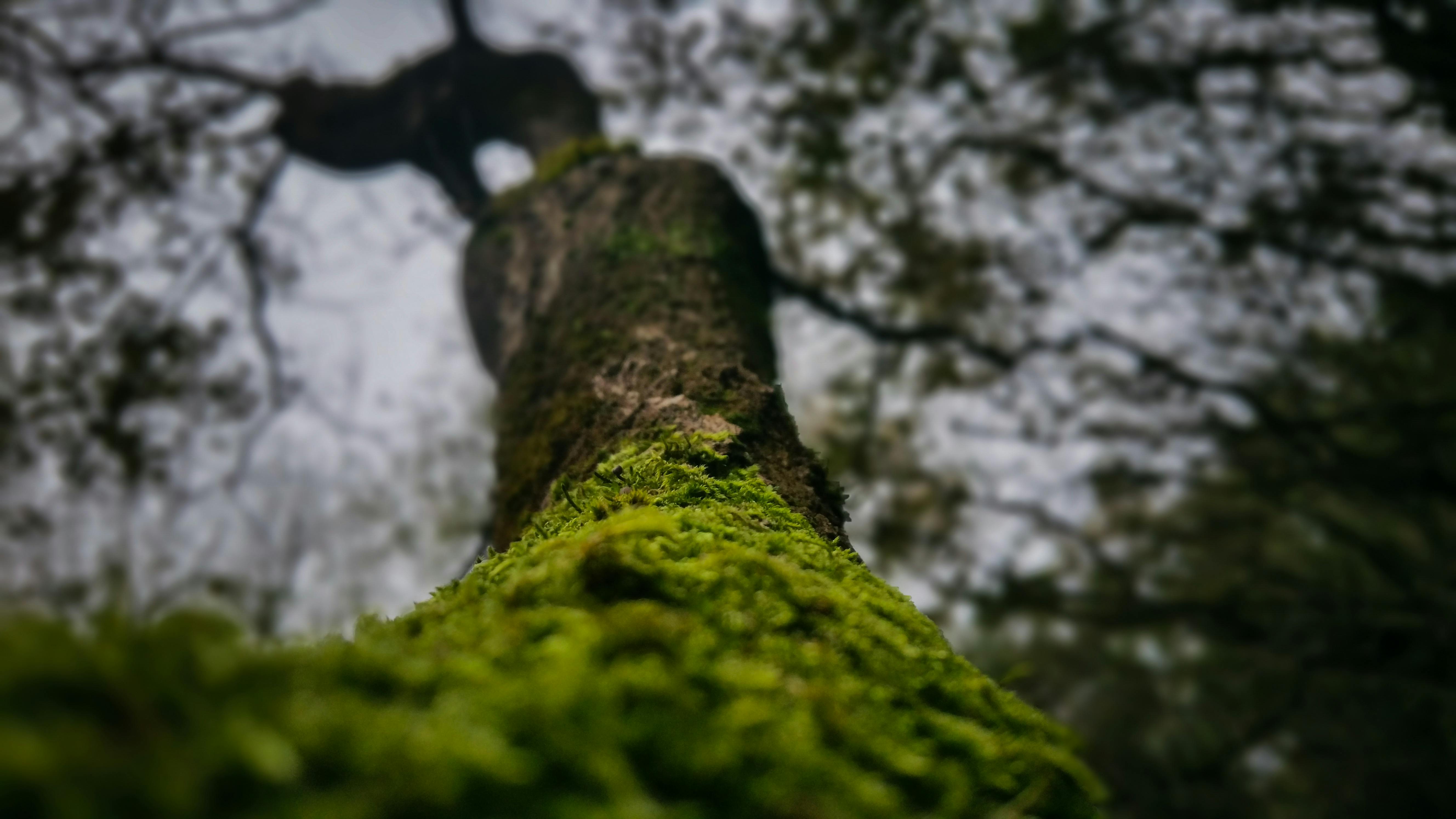 Free stock photo of desktop wallpaper, forest, green