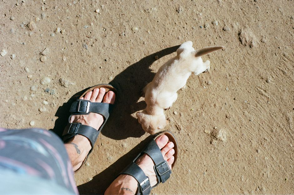 スリランカの晴れた日、サンダルの近くを探検する遊び好きな子犬。