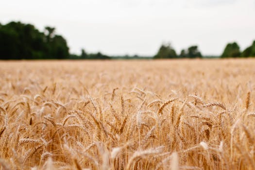 Expansive golden wheat field in summer, ready for harvest under a cloudy sky.