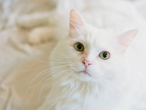 Základová fotografie zdarma na téma bílá kočka, detail, domácí