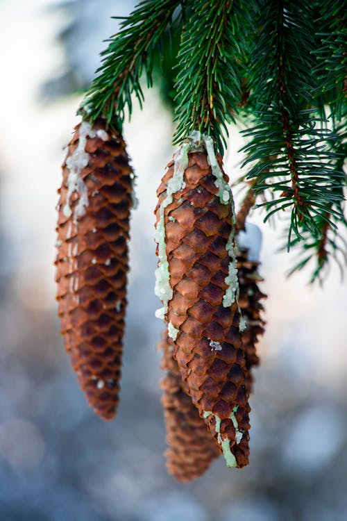 Conifer Cones in Close Up Photography