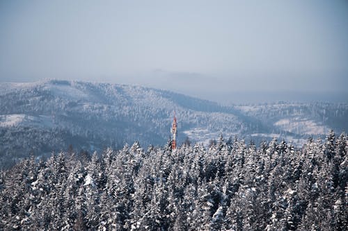 Photos gratuites de arbres, aube, brouillard