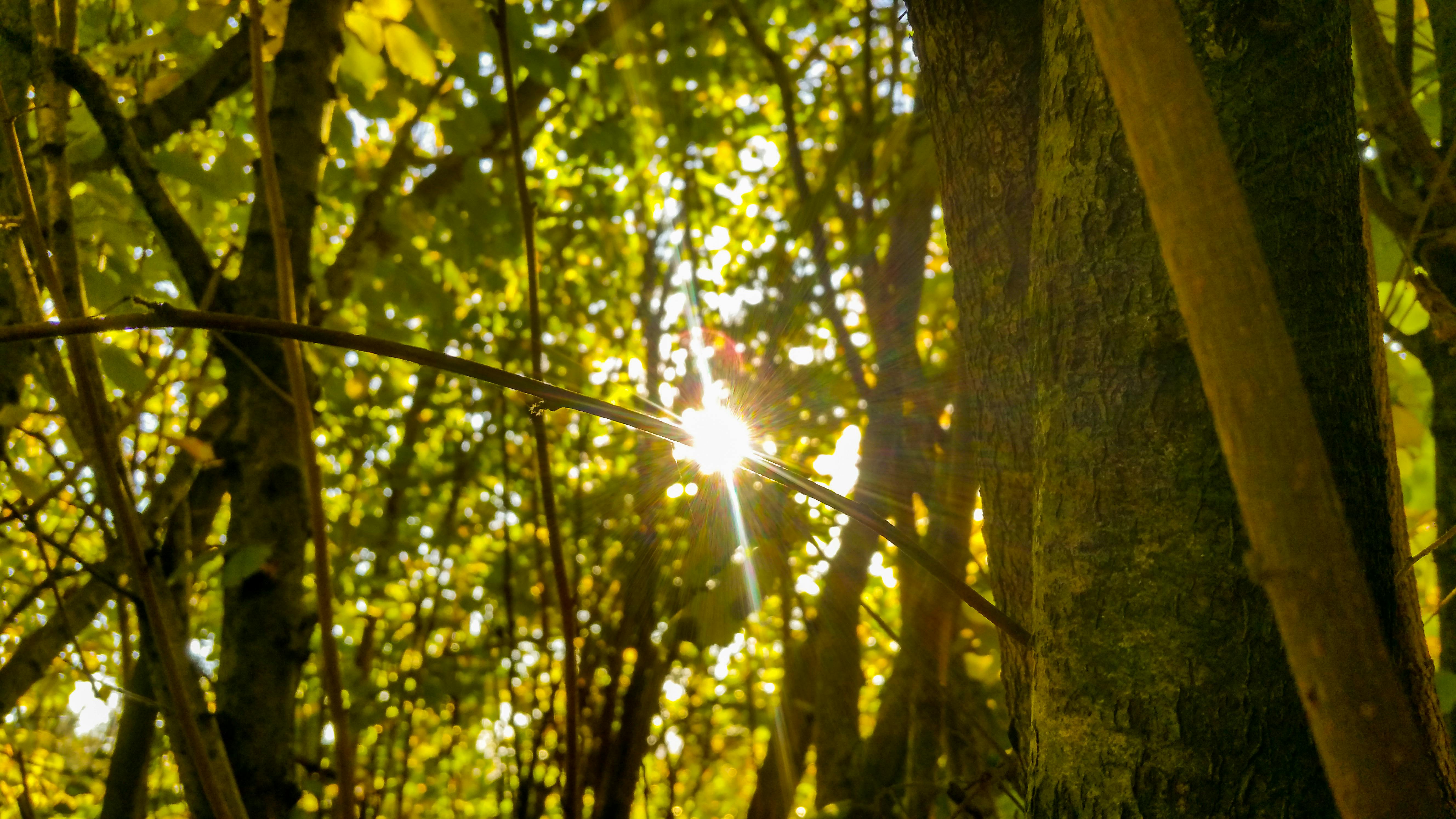 Free stock photo of brightness, calm, forest