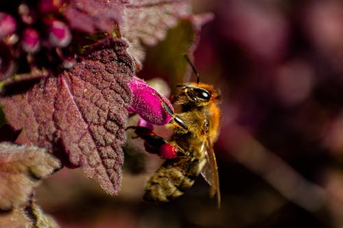 Gratis Fotos de stock gratuitas de abeja, alas, de cerca Foto de stock